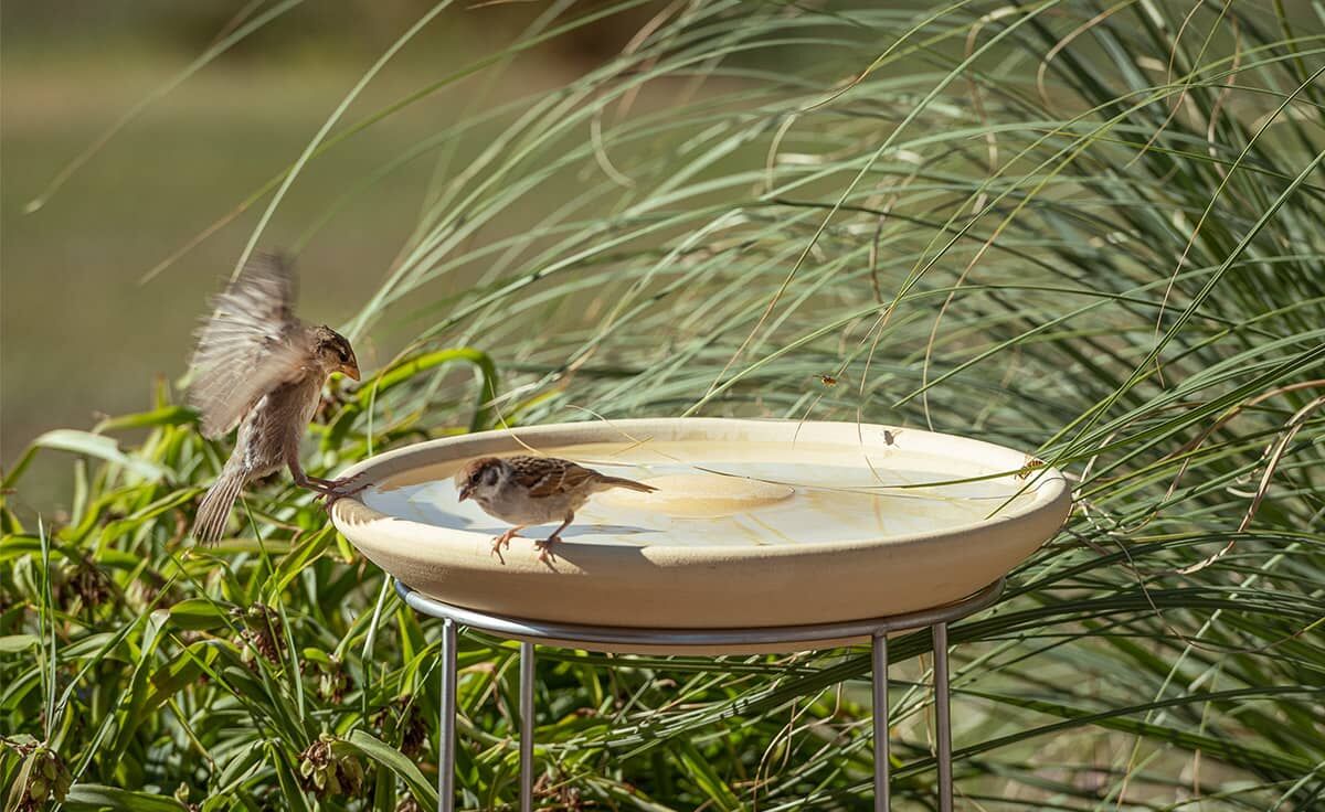 DENK Keramik Vogeltränke CeraNatur® ~ VTCN von DENK Keramik