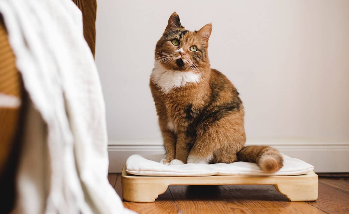 DENK Minkas-Kachelofen - das elektrisch beheizte Katzenbett | MK-CN von DENK Keramik