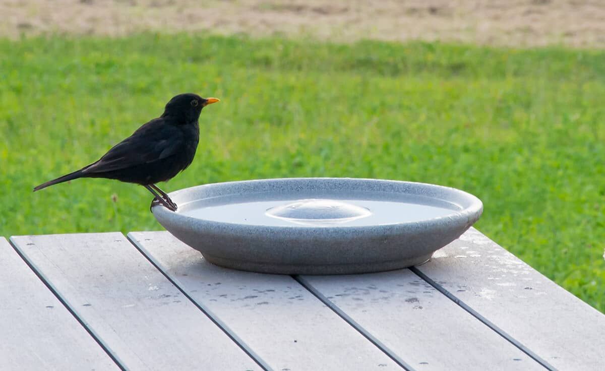 DENK Keramik Vogeltränke aus Granicium® - VTG von DENK Keramik