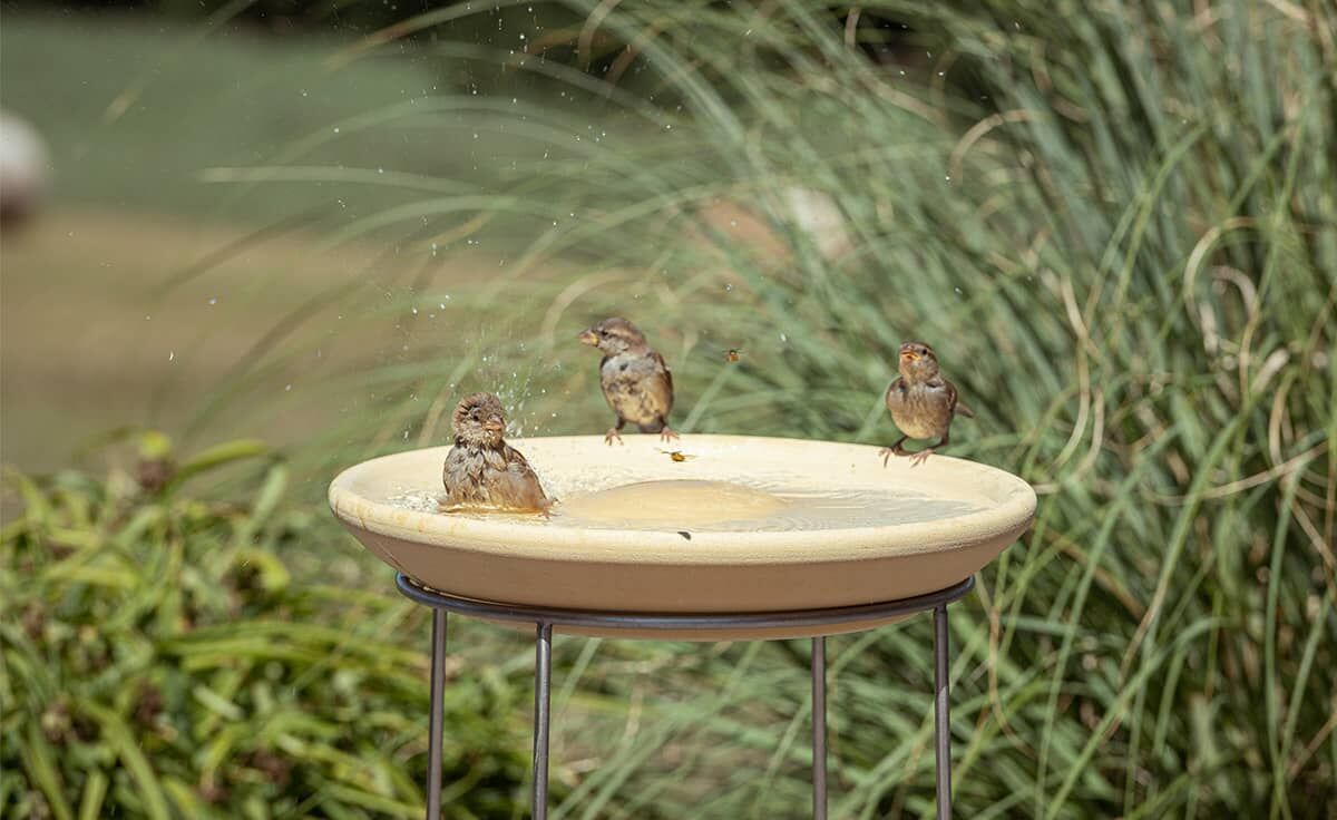 DENK Keramik Set Vogeltränke CeraNatur® mit Ständer aus Edelstahl - VTCN+ST von DENK Keramik