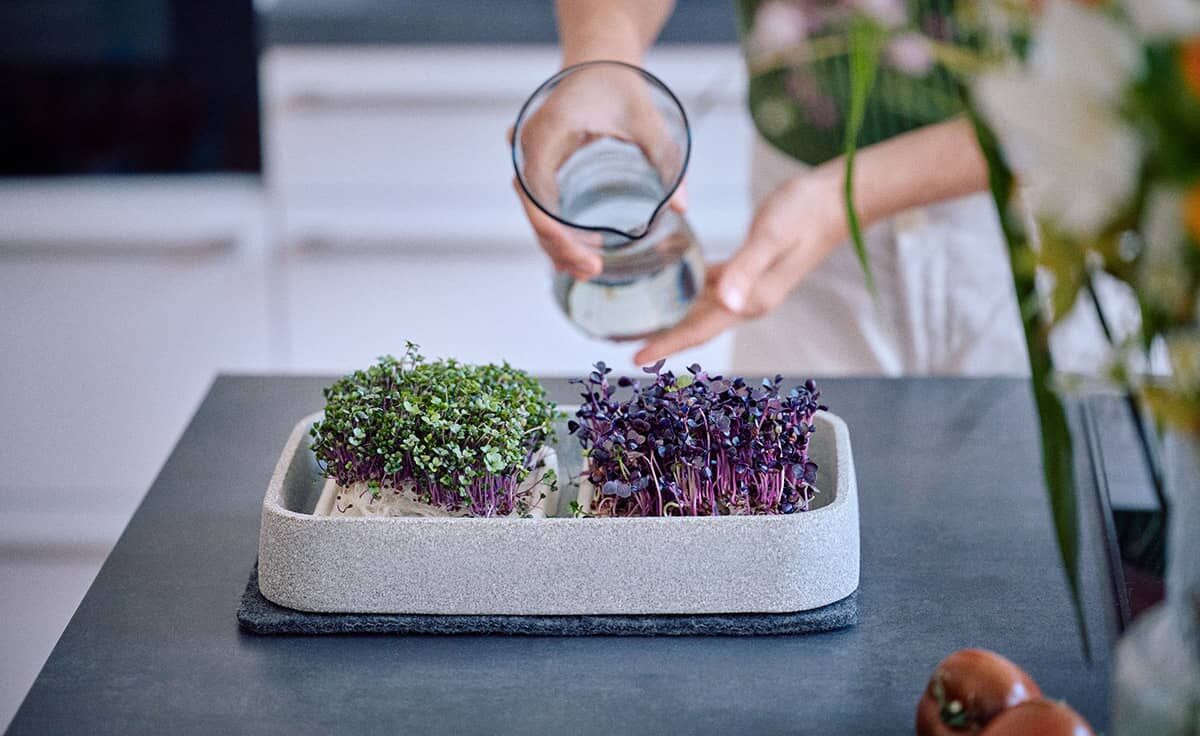 DENK Keramik Mikrogarten XL Pflanzstation für Microgreens Granicium® | MGXL von DENK Keramik
