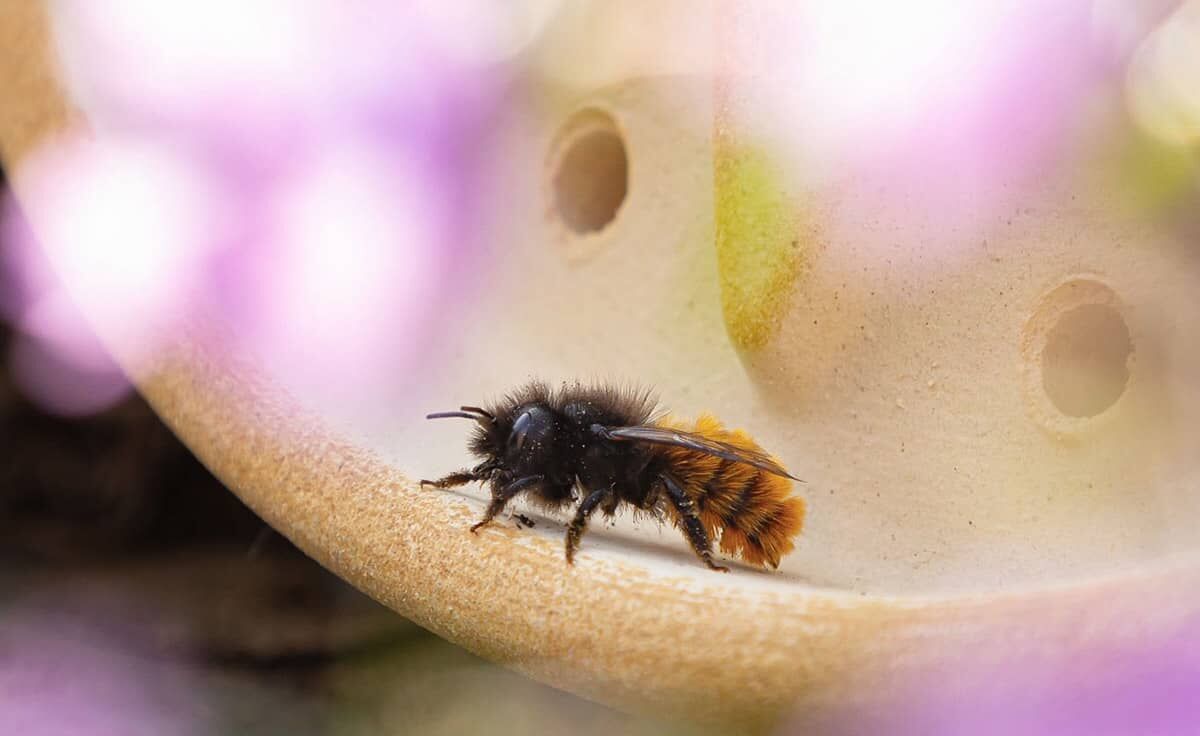 DENK Keramik Wildbienenhaus Blume CeraNatur® Set mit 3 Stück - WBHBS von DENK Keramik