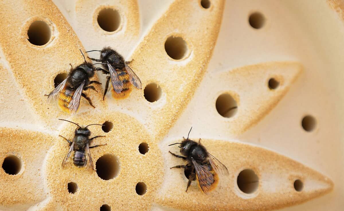 DENK Keramik Wildbienenhaus Blume CeraNatur® Set mit 3 Stück - WBHBS von DENK Keramik